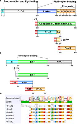 Antibodies to coagulase of Staphylococcus aureus crossreact to Efb and reveal different binding of shared fibrinogen binding repeats